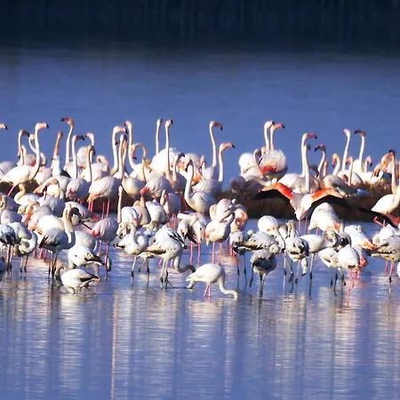 Attico Sul Mare * 리도 델리 에스텐시