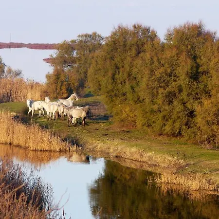 Attico Sul Mare 아파트 리도 델리 에스텐시