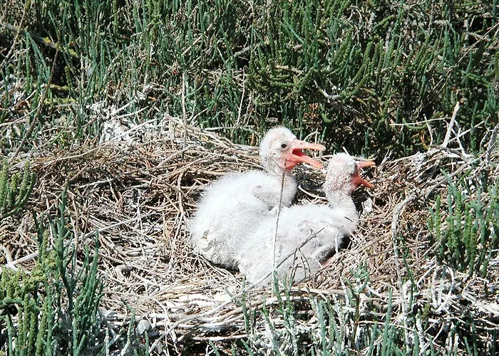 Apartament Attico Sul Mare *